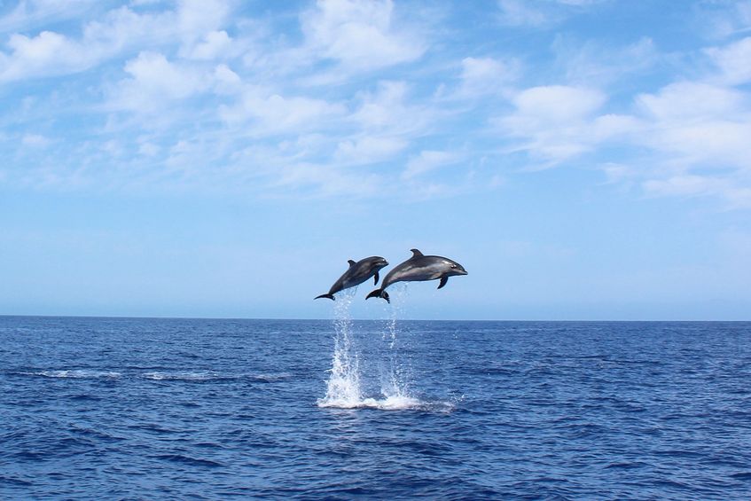 On Tales - Whale and Dolphin Watching Tours