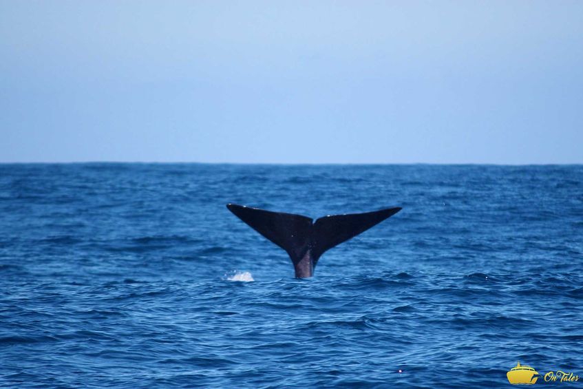 On Tales - Whale and Dolphin Watching Tours