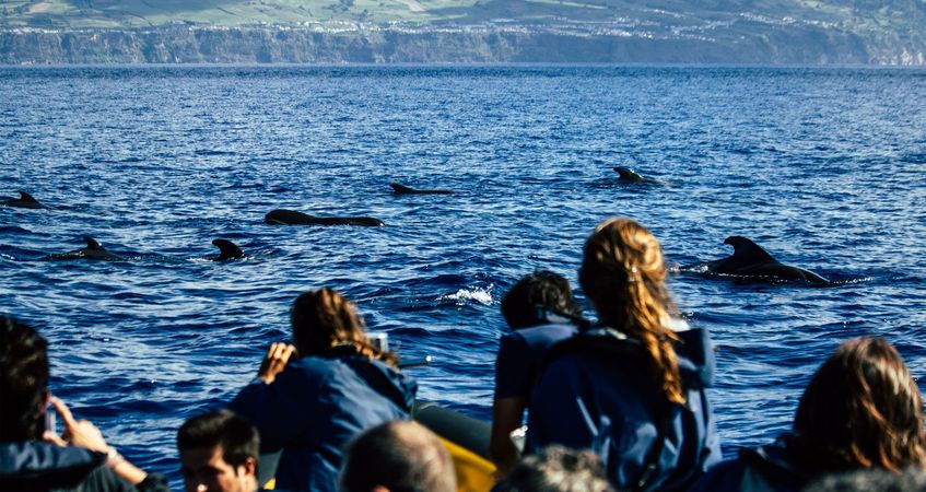 Azores Whale Watching TERRA AZUL