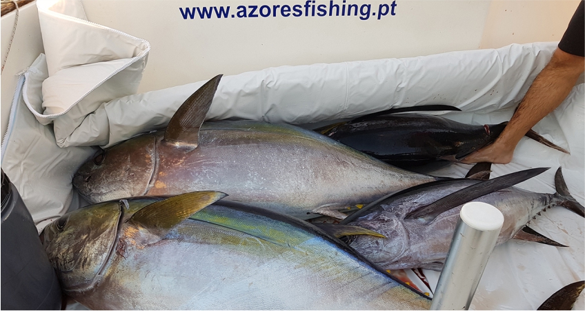 Azores Fishing