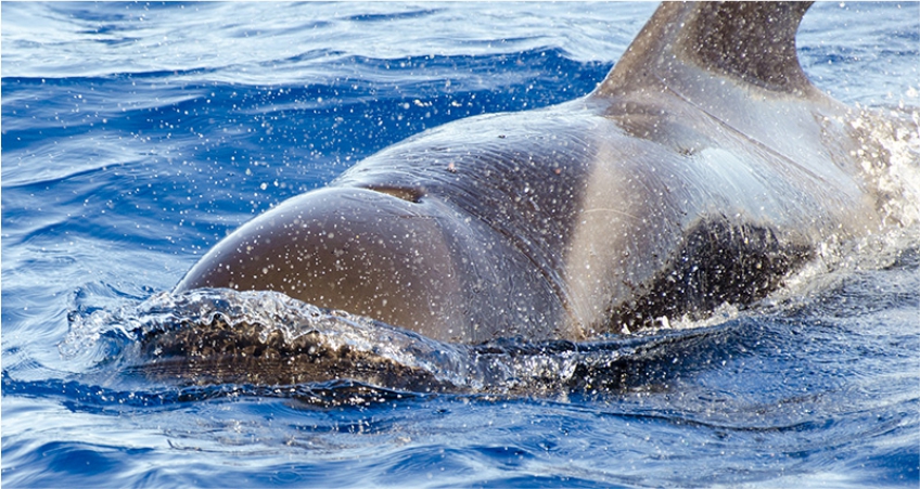 Magic Dolphin - Sea Safaris