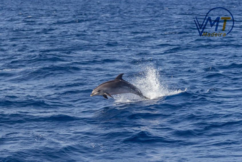 VTM Madeira - Catamaran trips, Dolphin and Whale Watching