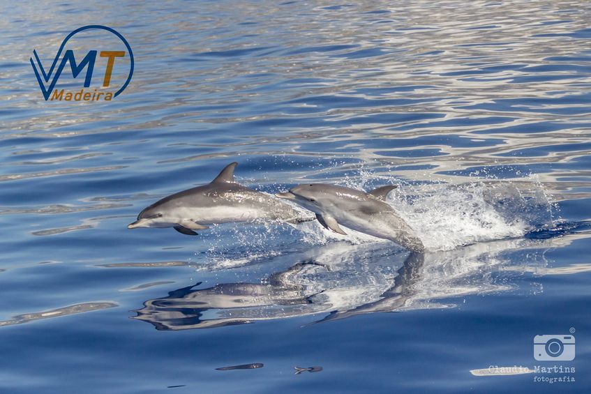 VTM Madeira - Catamaran trips, Dolphin and Whale Watching