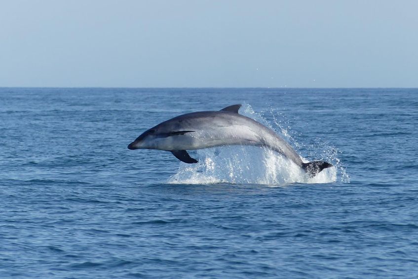 Passeio de Observação de Golfinhos e Vida Selvagem