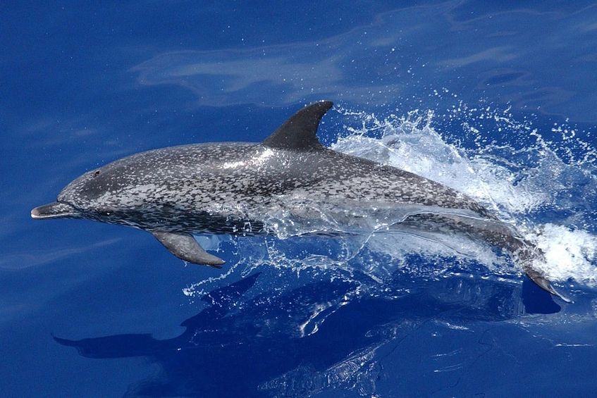 Excursão de Observação de Baleias e Golfinhos