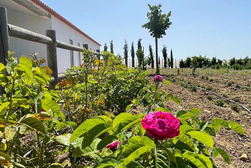 Monte de Palma - Quinta Biodinâmica