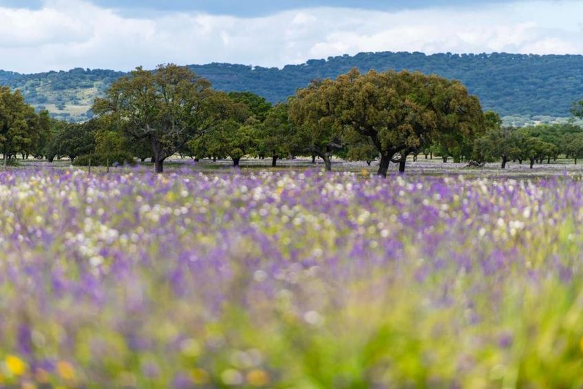 Aposento Real Villas