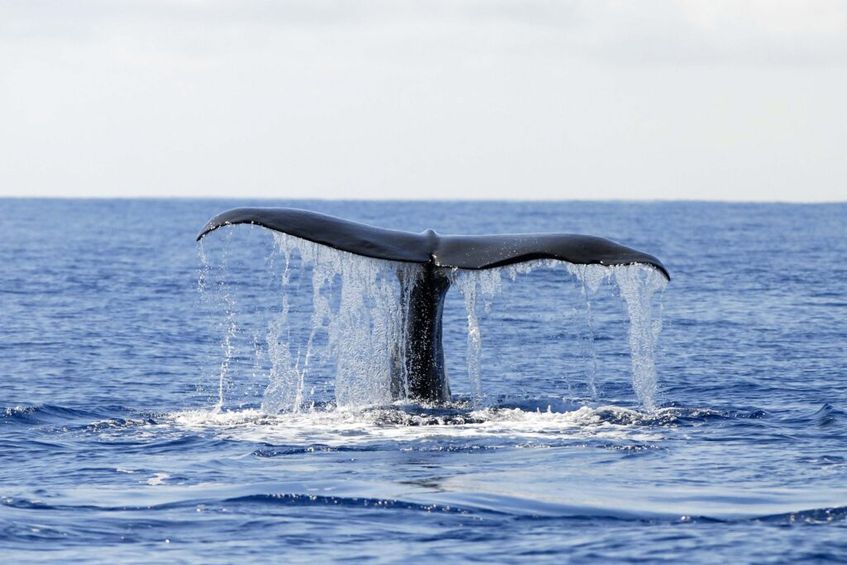 Aqua Açores – Observação de Baleias e Golfinhos