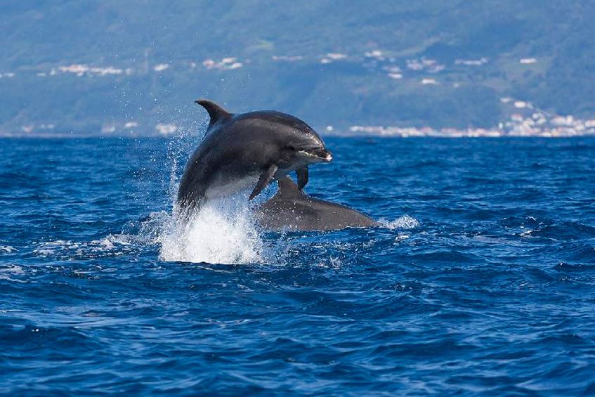 Observação de Baleias e Golfinhos