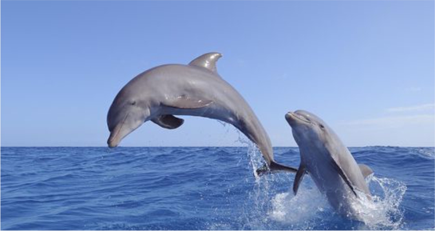 OBSERVAÇÃO DE GOLFINHOS