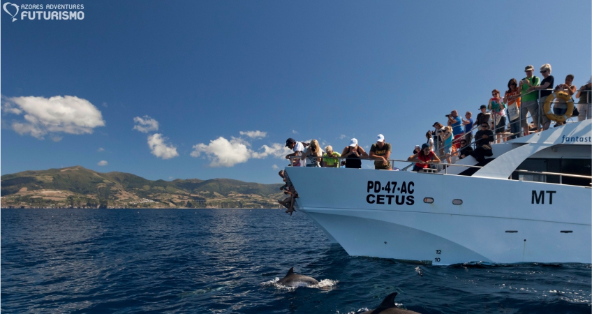 Observação de baleias e golfinhos 1/2 dia