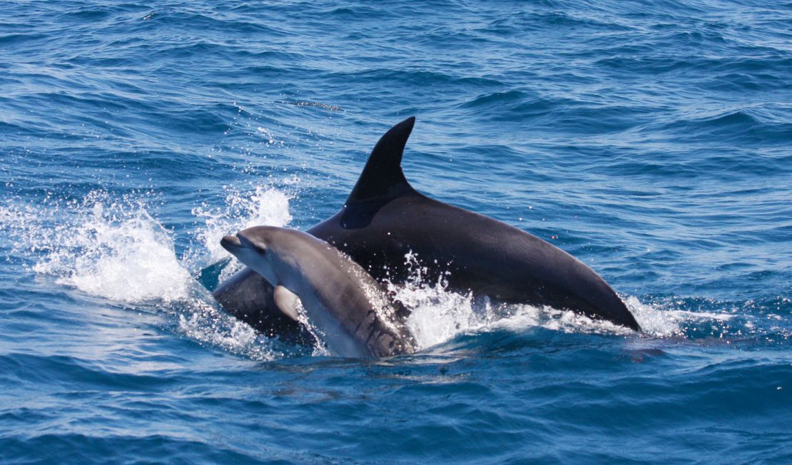 OBSERVAÇÃO DE GOLFINHOS