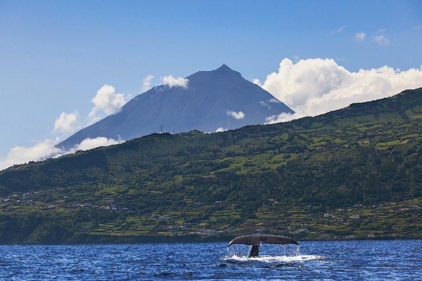 Aqua Açores – Observação de Baleias e Golfinhos