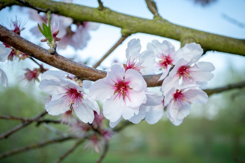 Semana de São Valentim: Amendoeiras em Flôr