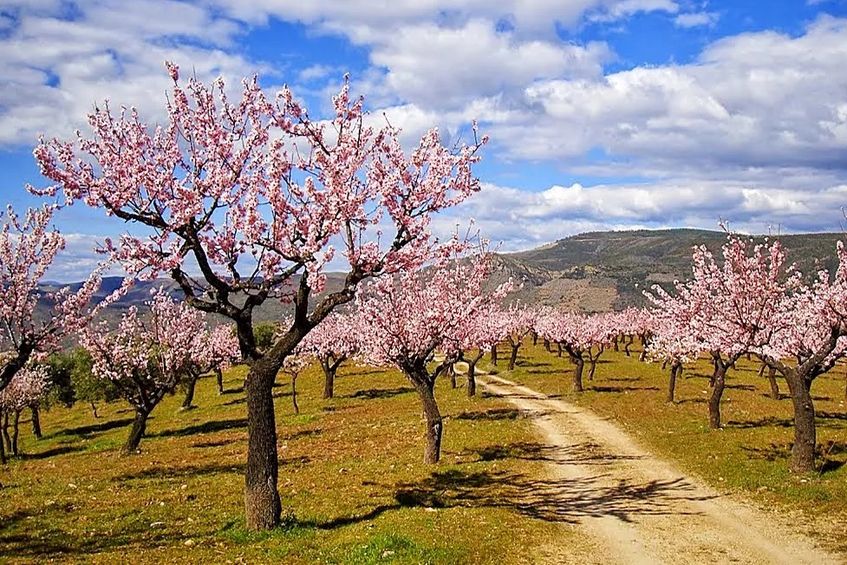 Semana de São Valentim: Amendoeiras em Flôr