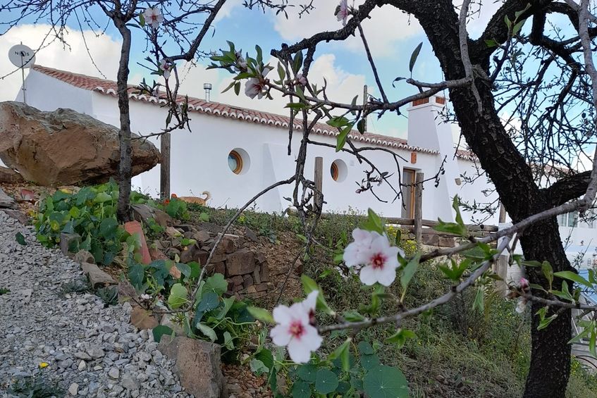 Semana de São Valentim: Amendoeiras em Flôr